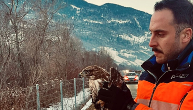 Mäusebussard von Kantonspolizei gerettet