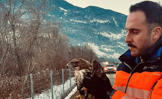 Mäusebussard von Kantonspolizei gerettet