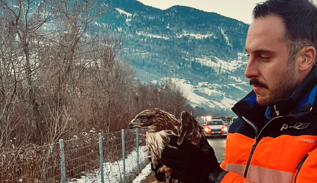 Etwas beduselt, dann losgeflogen: Polizei rettet Mäusebussard.