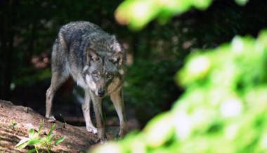 «Im höchsten Grad unseriös»: CH-Wolf reagiert auf SVP-Vorstoss zur Sichtung