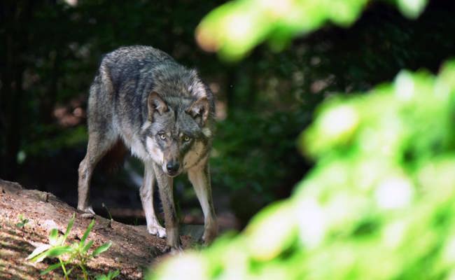 «Im höchsten Grad unseriös»: CH-Wolf reagiert auf SVP-Vorstoss zur Sichtung