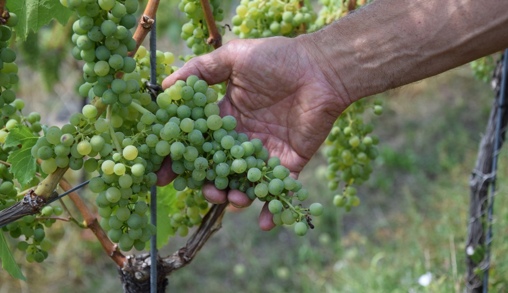 Weinbau trotzte 2023 so mancher Wetterextreme