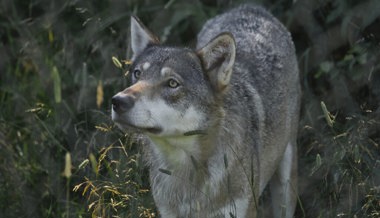 Erfreuliche Bilanz des Jahres 2022: Es waren weniger Wolfsrisse zu beklagen