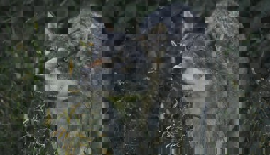 Erfreuliche Bilanz des Jahres 2022: Es waren weniger Wolfsrisse zu beklagen