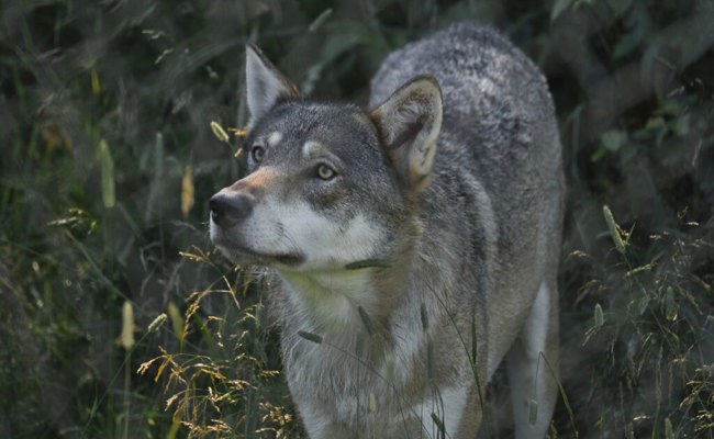 Erfreuliche Bilanz des Jahres 2022: Es waren weniger Wolfsrisse zu beklagen