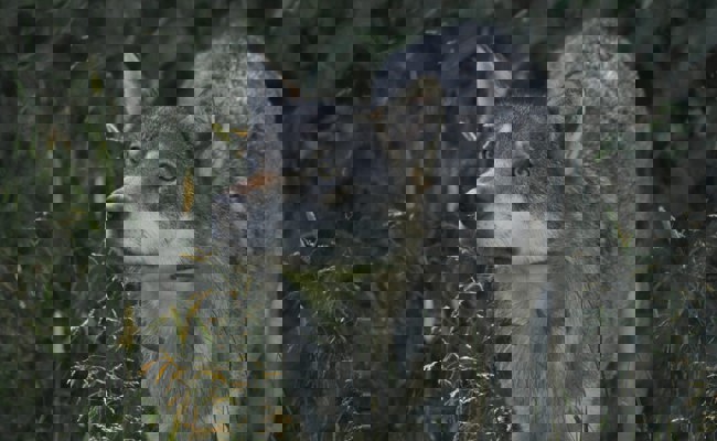 Erfreuliche Bilanz des Jahres 2022: Es waren weniger Wolfsrisse zu beklagen