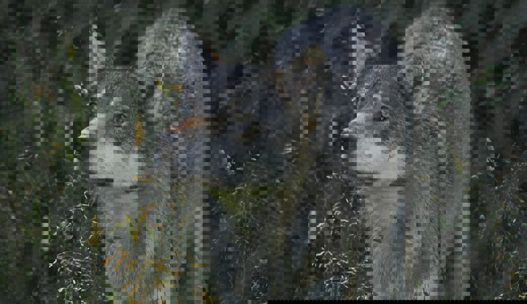  Wie viele Wölfe zurzeit im Toggenburg unterwegs sind, lässt sich nicht sagen. 