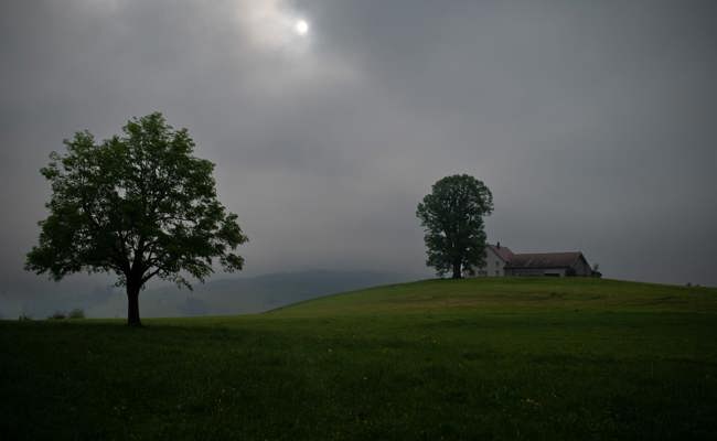 Pilze und Klima gefährden die Ur-Bäume