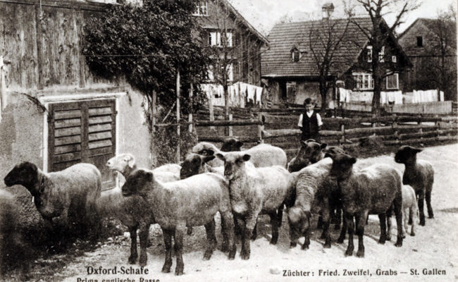 Die Schafzüchter von Grabs verfolgen seit je hochgesteckte Zuchtziele
