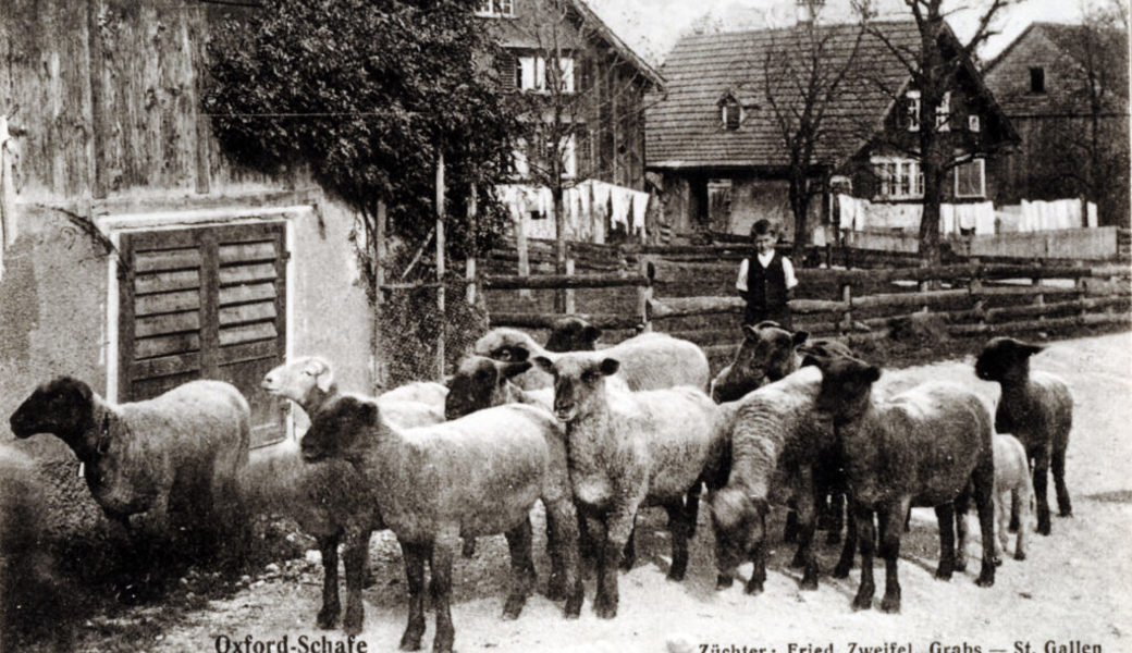  Oxford-Schafe des Züchters Friedrich Zweifel, Grabs, 1915.