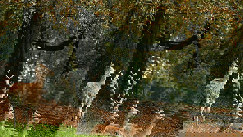  Der Hirschbestand ist stabil. 