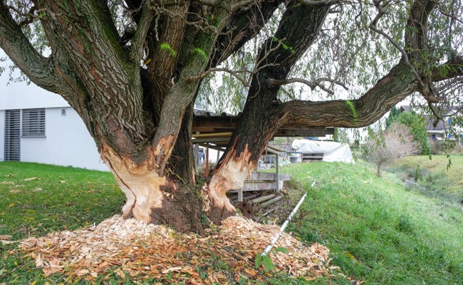 Weiden sind «Fast Food» – Biber hat sich sein Mahl angerichtet