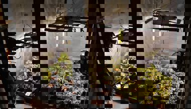 Polizei hat in Chur eine Indoor-Hanfplantage mit 111 Cannabispflanzen ausgehoben