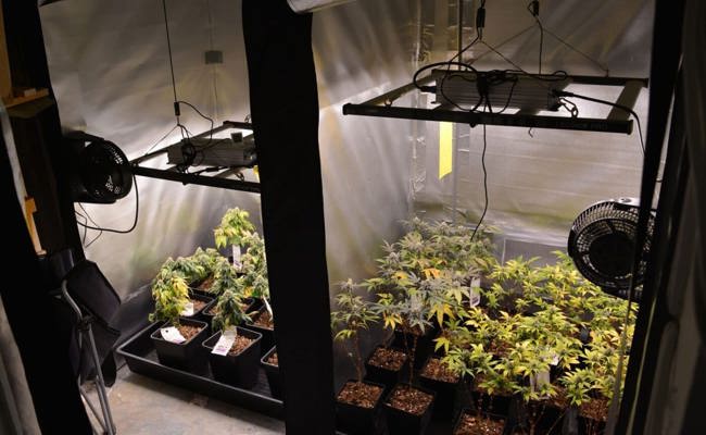Polizei hat in Chur eine Indoor-Hanfplantage mit 111 Cannabispflanzen ausgehoben