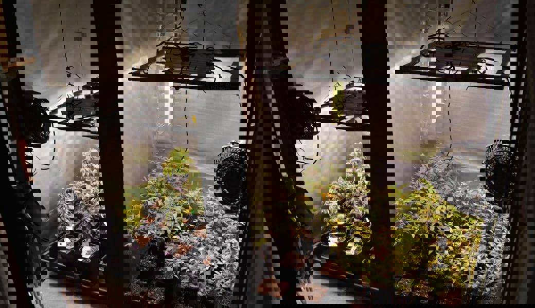  Die Hanfplantage wurde in einem Mehrfamilienhaus betrieben. 