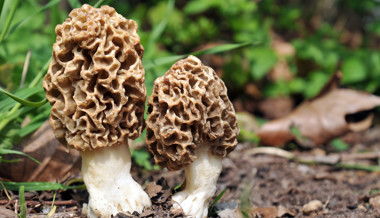 2025 war ein nur mässig gutes Pilzjahr – und ein Pilz wird seltener