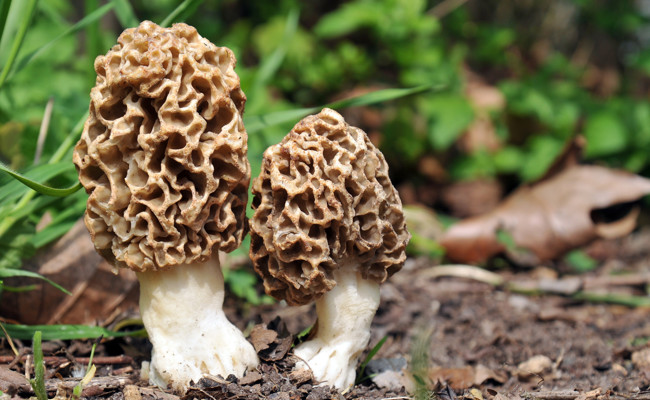 2025 war ein nur mässig gutes Pilzjahr – und ein Pilz wird seltener