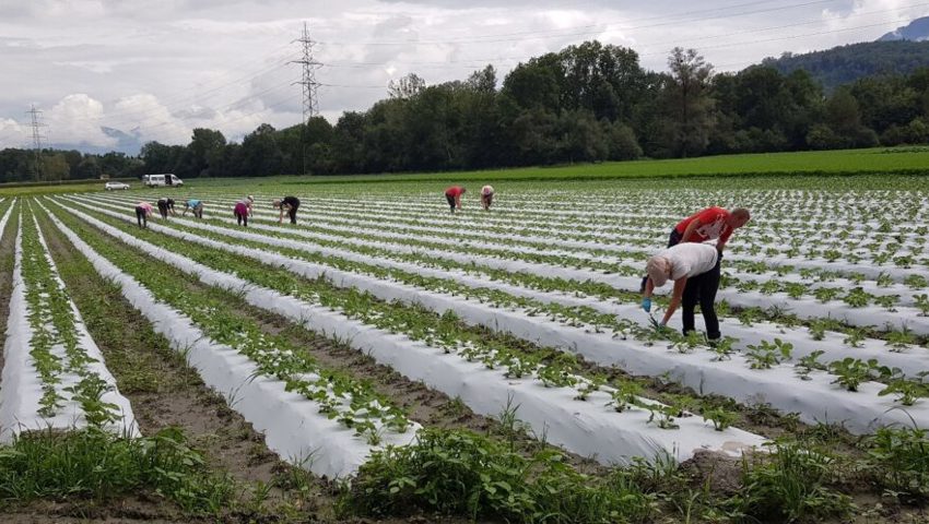  Rarität: Die Erdbeeren der Firma Verdunova AG gedeihen in weissem Plastik. 