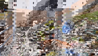 Nun ist der Wolf im Wohngebiet: Zwei Hirsche gerissen