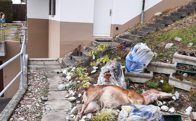 Nun ist der Wolf im Wohngebiet: Zwei Hirsche gerissen
