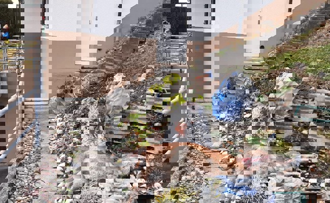 Nun ist der Wolf im Wohngebiet: Zwei Hirsche gerissen