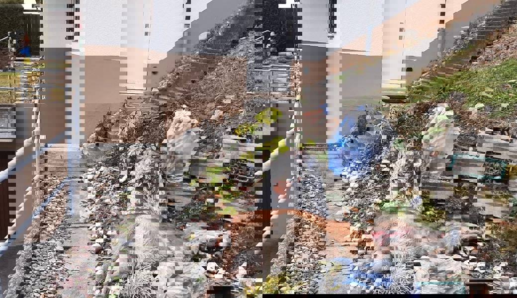 Mitten im Garten liegt die von einem Wolf gerissene Hirschkuh. 