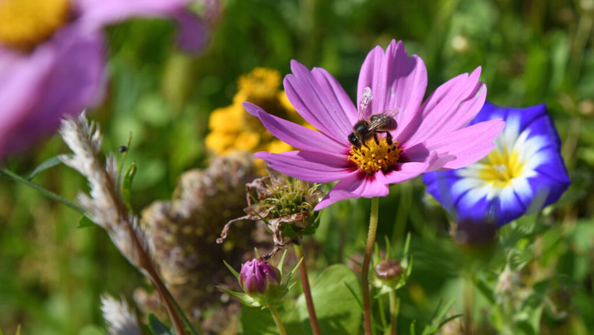 Nicht nur Passantinnen und Passanten, sondern auch zahlreiche Insekten finden Gefallen. Nicht nur Passantinnen und Passanten, sondern auch zahlreiche Insekten finden Gefallen.
