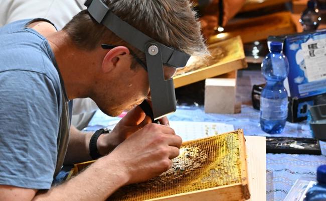 Auf der Suche nach Bienen mit dem siebten Sinn