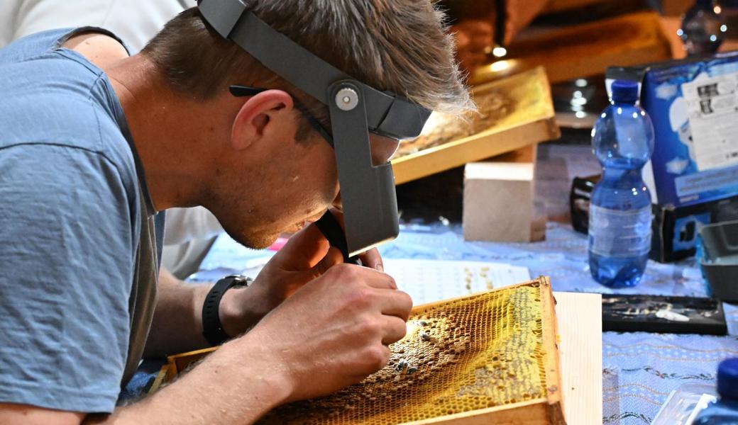 Am Arbeiten: 100 Zellen pro Brutwabe müssen untersucht werden, um feststellen zu können, ob das Volk eine Varroa-Resistenz haben könnte.