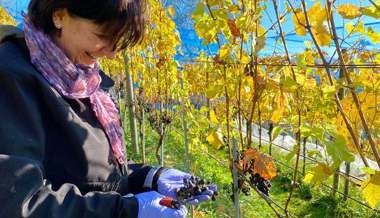 2021 ist die Weinernte klein aber fein ausgefallen: Im Werdenberg wurden rund 35 000 Kilo Trauben geerntet