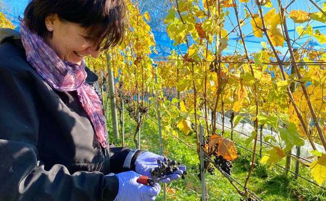 2021 ist die Weinernte klein aber fein ausgefallen: Im Werdenberg wurden rund 35 000 Kilo Trauben geerntet