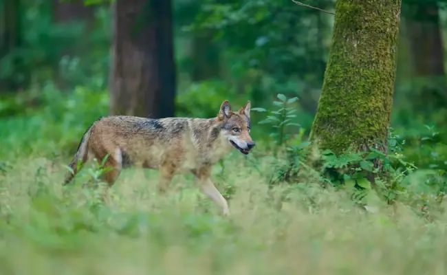 Für die «politisch sensiblen Dossiers»: Der Kanton St.Gallen setzt zwei zusätzliche Wildhüter auf Wolf und Biber an