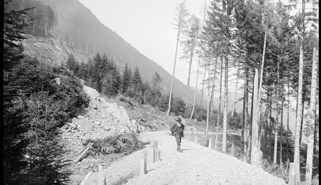 27. April  1916: Ortsgemeindewald Vermaesch in Wartau, 70- bis 80-jährige Lärchen künstlich verjüngt.