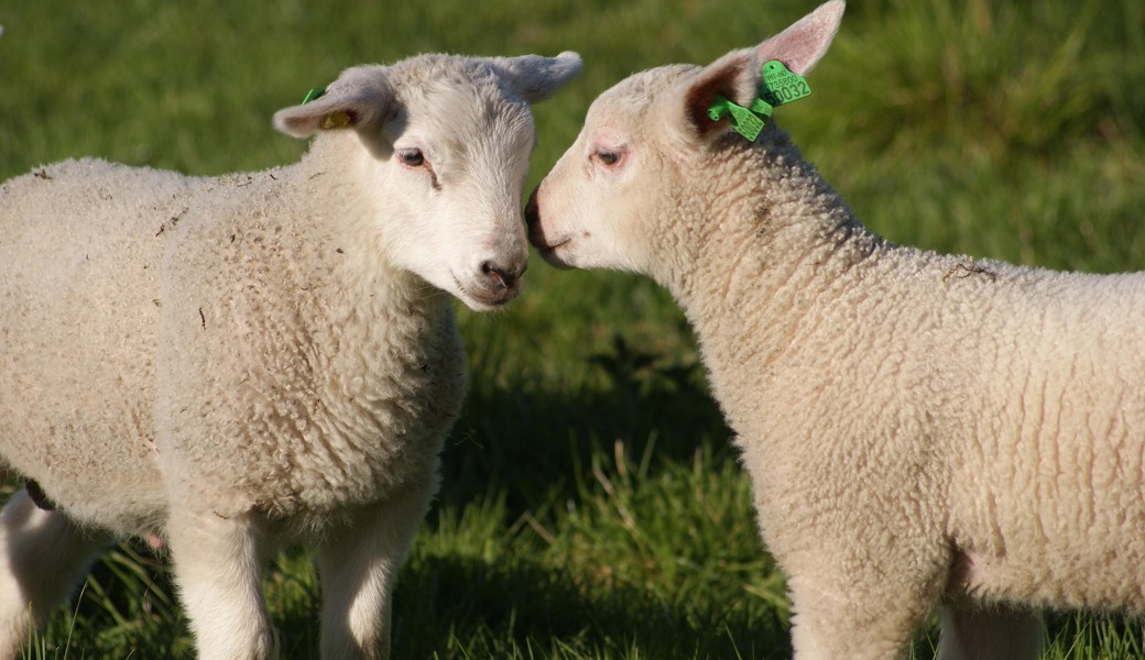 Wenn das Kind hoch und heilig verspricht, das gewünschte Haustier zu pflegen, und du als Mutter genau weisst, irgendwann wirst du das mit übernehmen.