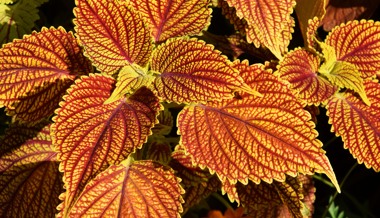 Garten: Pflanzen mit Style – es gibt mehr als Geranien