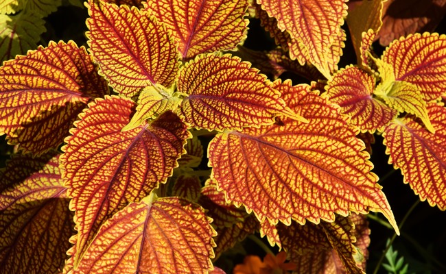 Garten: Pflanzen mit Style – es gibt mehr als Geranien