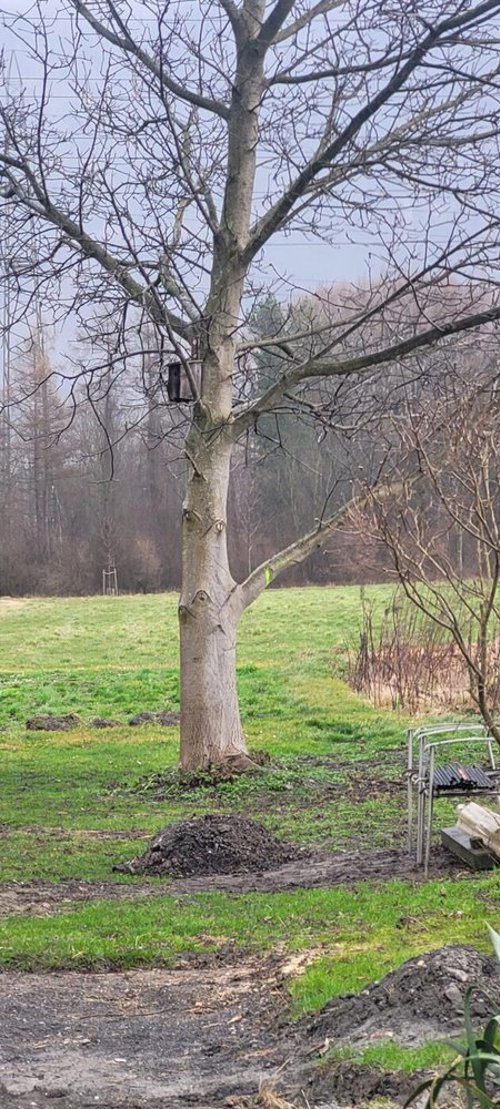  Einige Bäume werden zurückgeschnitten.