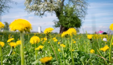 Gelb verdrängt Grün: Der Löwenzahn ist umstritten