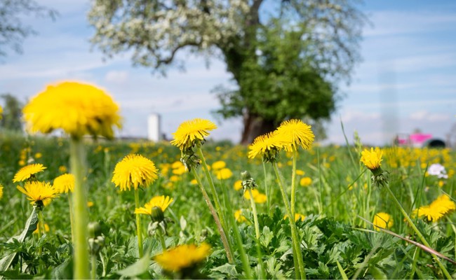 Gelb verdrängt Grün: Der Löwenzahn ist umstritten