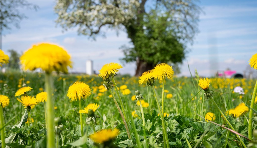 Blühender Löwenzahn auf landwirtschaftlichen Flächen: Für die einen wertvoll, für die anderen ein Problem.