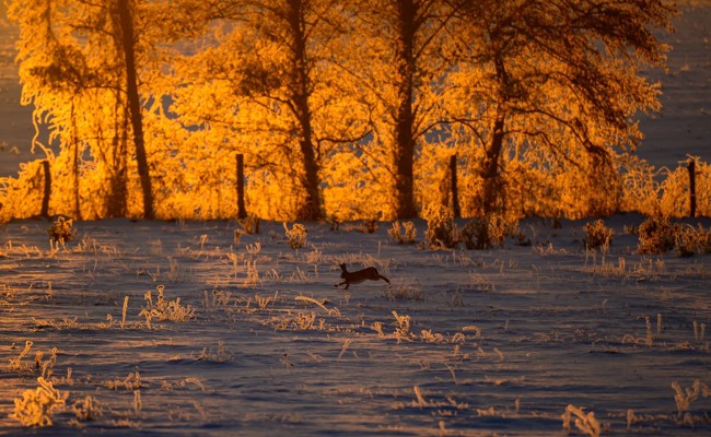 Zwischen Rückkehr und Artensterben: Das sind die Gewinner und die Verlierer
