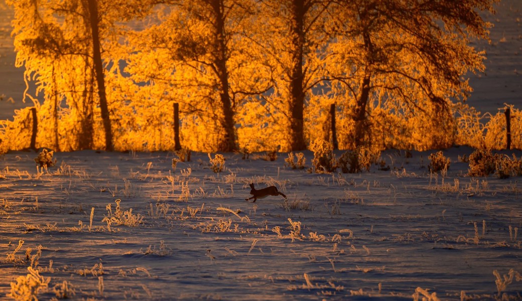 Zwischen Rückkehr und Artensterben: Das sind die Gewinner und die Verlierer