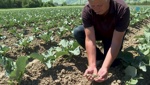 Extreme Trockenheit: Dem Werdenberg fehlt der Regen