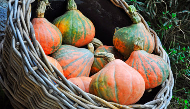 Gartentipp: So wachsen Kürbisse riesig – Tipps zu Bestäubung, Pflege und Rekorden