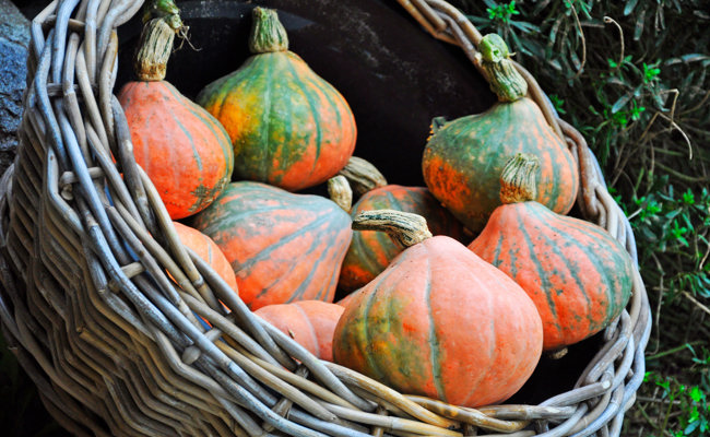 Gartentipp: So wachsen Kürbisse riesig – Tipps zu Bestäubung, Pflege und Rekorden