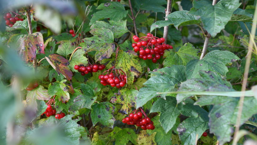  Die Früchte von Sträuchern dienen Vögeln im Winter als Futter. 
