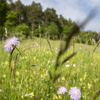 Hotspots der Biodiversität: Schönste Weide wird mittels Wettbewerb gesucht