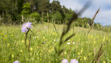 Hotspots der Biodiversität: Schönste Weide wird mittels Wettbewerb gesucht