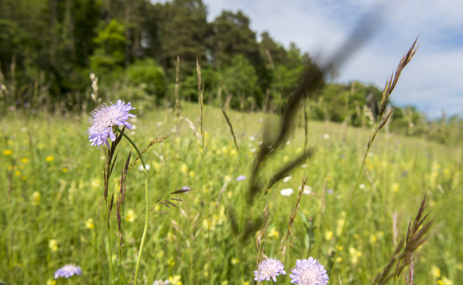 Hotspots der Biodiversität: Schönste Weide wird mittels Wettbewerb gesucht