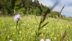 Hotspots der Biodiversität: Schönste Weide wird mittels Wettbewerb gesucht